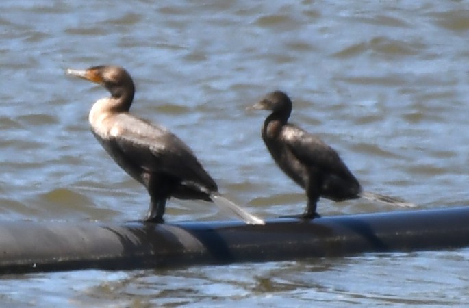 Cormorán Biguá - ML620670452