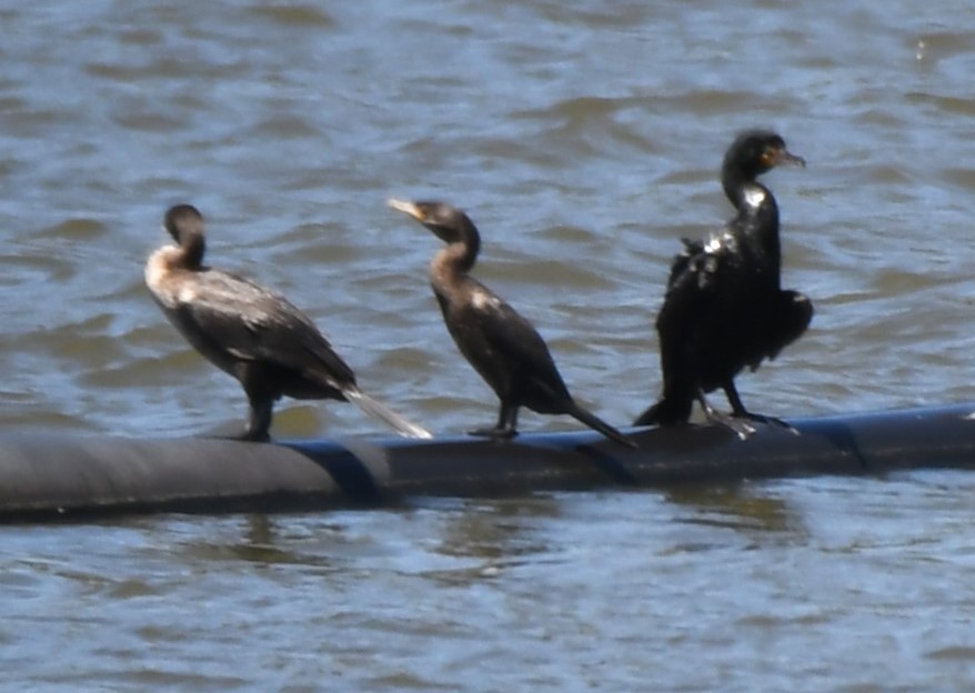 Neotropic Cormorant - ML620670453