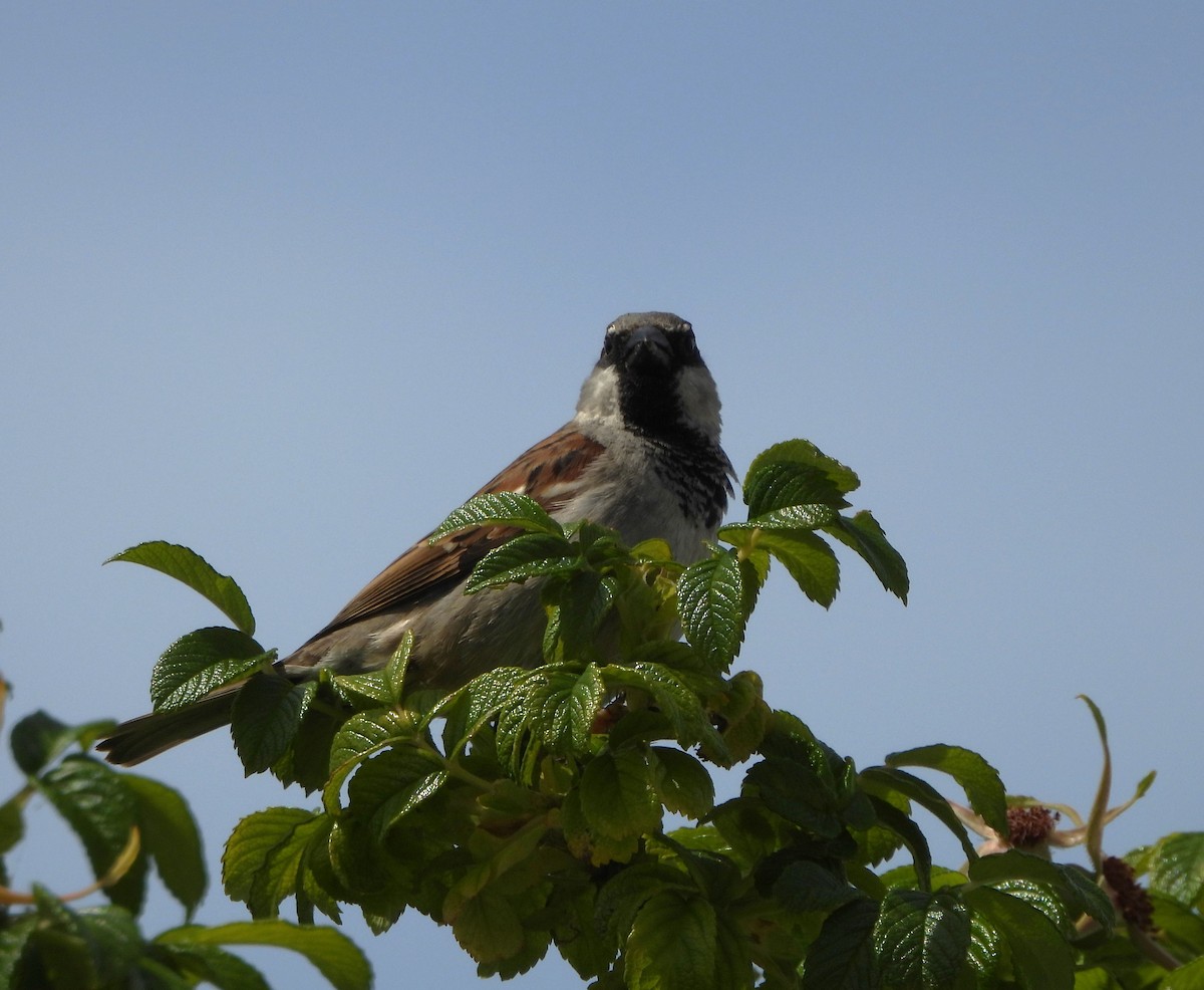 House Sparrow - ML620670454