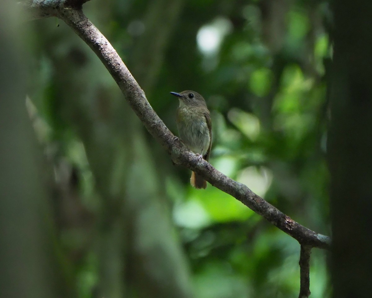 Fulvous-chested Jungle Flycatcher - ML620670455