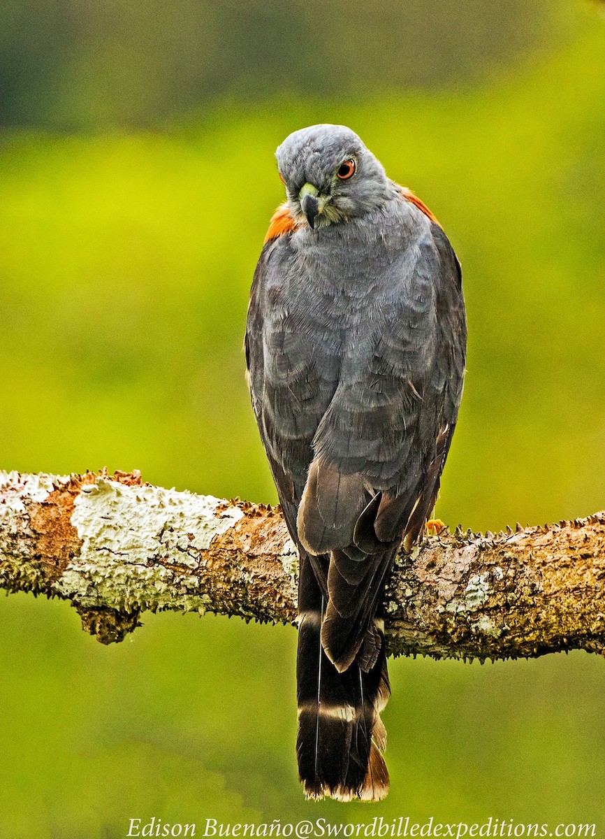 Double-toothed Kite - ML620670457