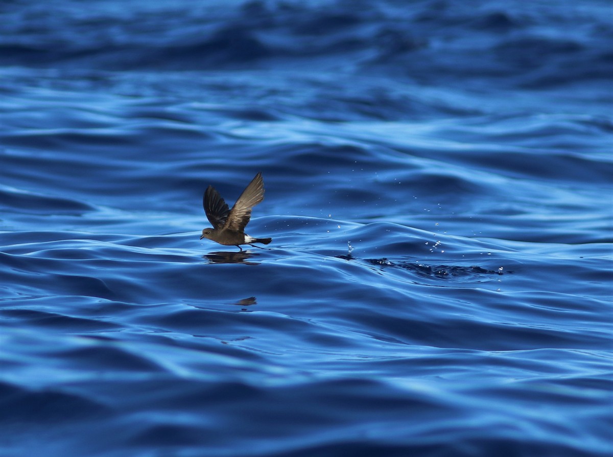 Wilson's Storm-Petrel - ML620670461