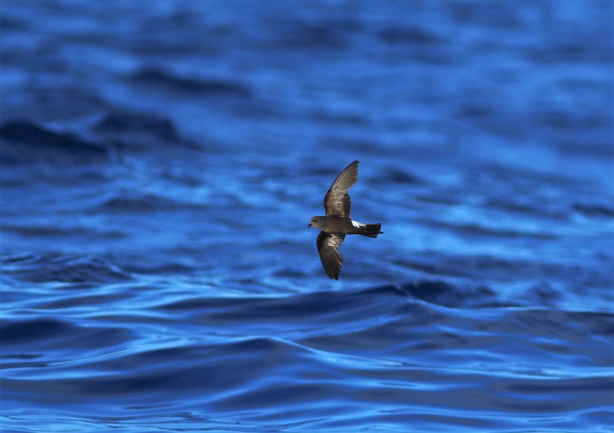 Wilson's Storm-Petrel - ML620670462