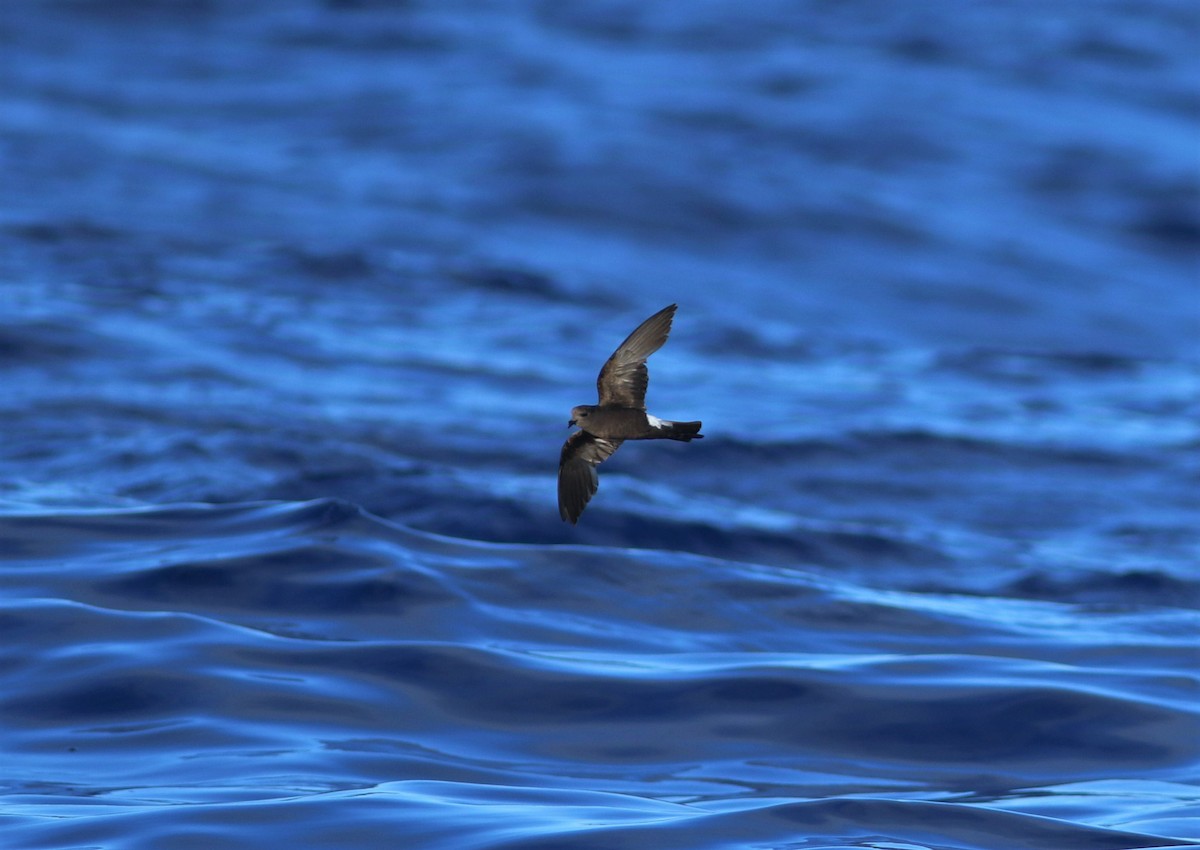 Wilson's Storm-Petrel - ML620670463