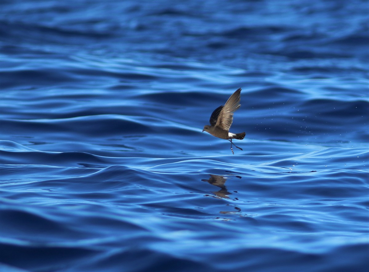 Wilson's Storm-Petrel - ML620670464