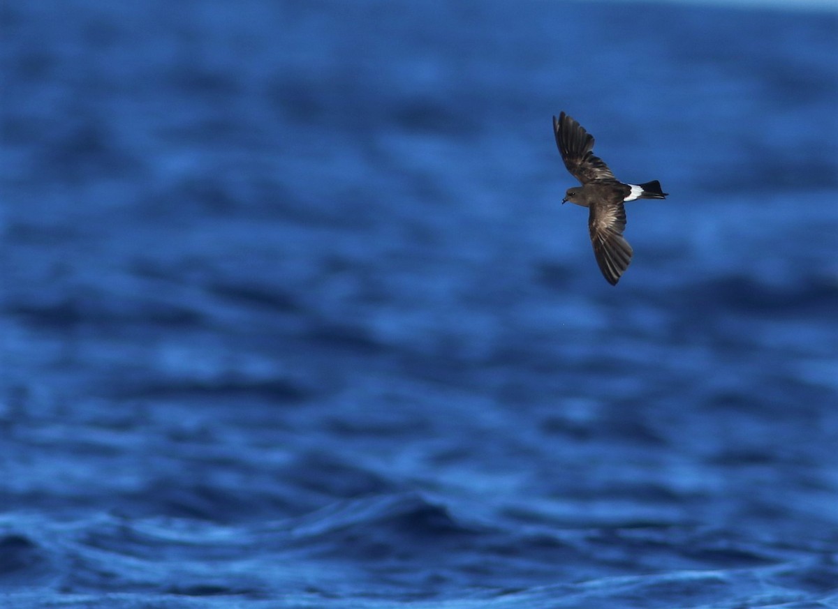 Wilson's Storm-Petrel - ML620670465