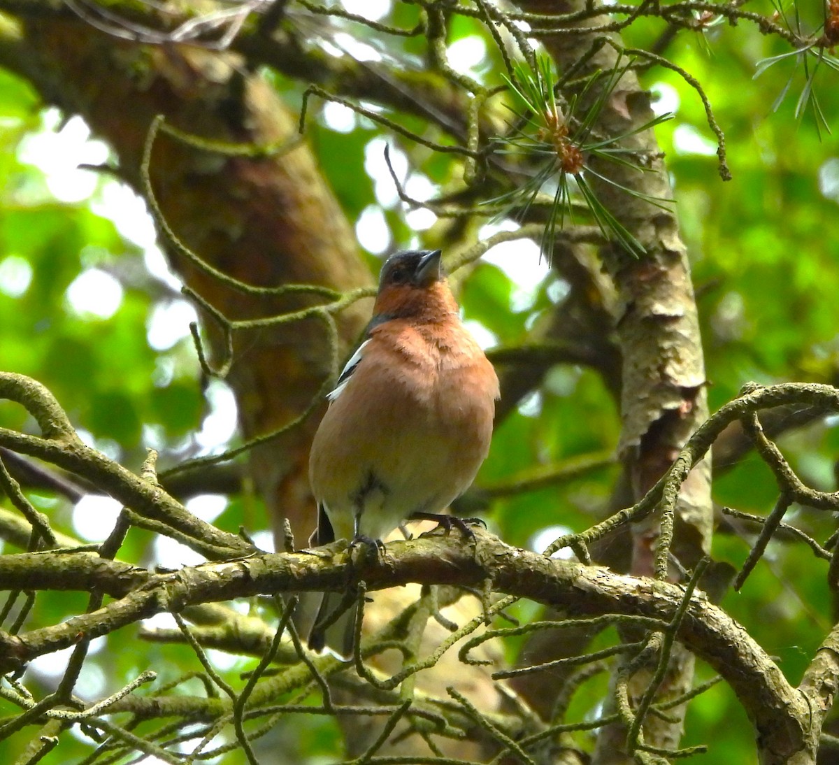 Common Chaffinch - ML620670466