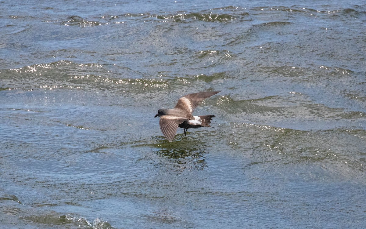 Leach's Storm-Petrel - ML620670467