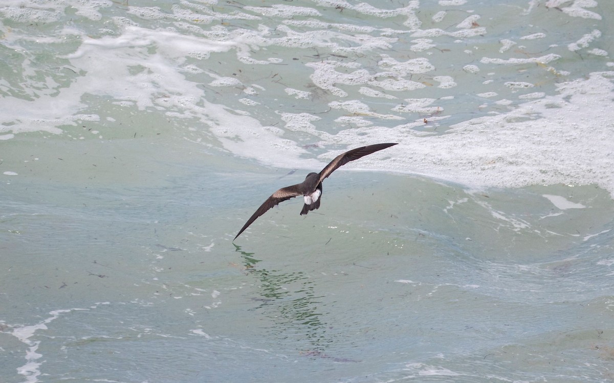 Leach's Storm-Petrel - ML620670468