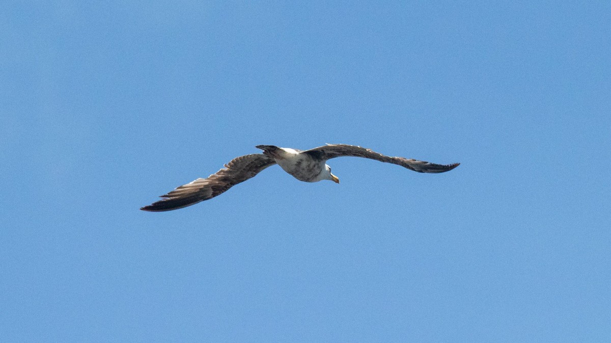 Herring Gull - ML620670469