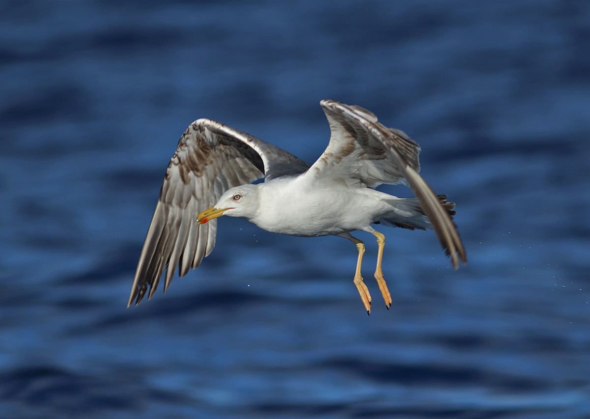 Yellow-legged Gull (atlantis) - ML620670475