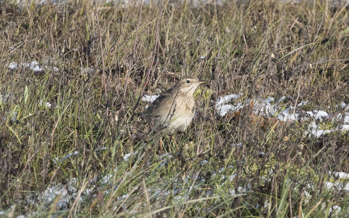 Richard's Pipit - ML620670476