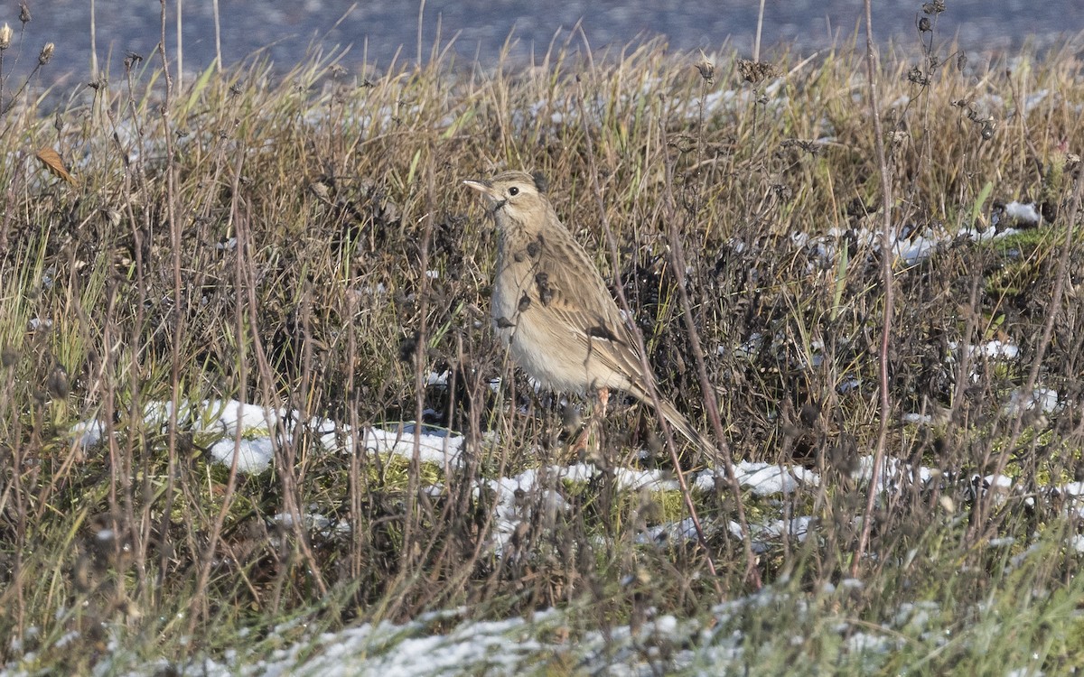 Pipit de Richard - ML620670479