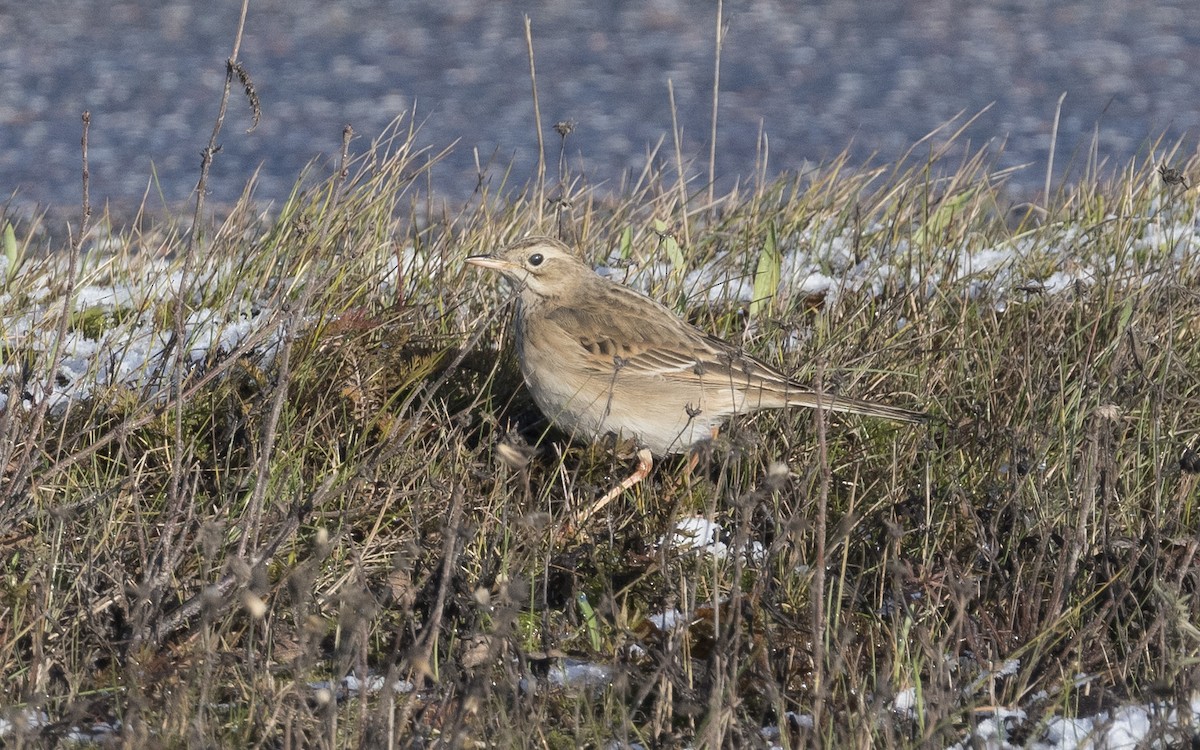 Richard's Pipit - ML620670483