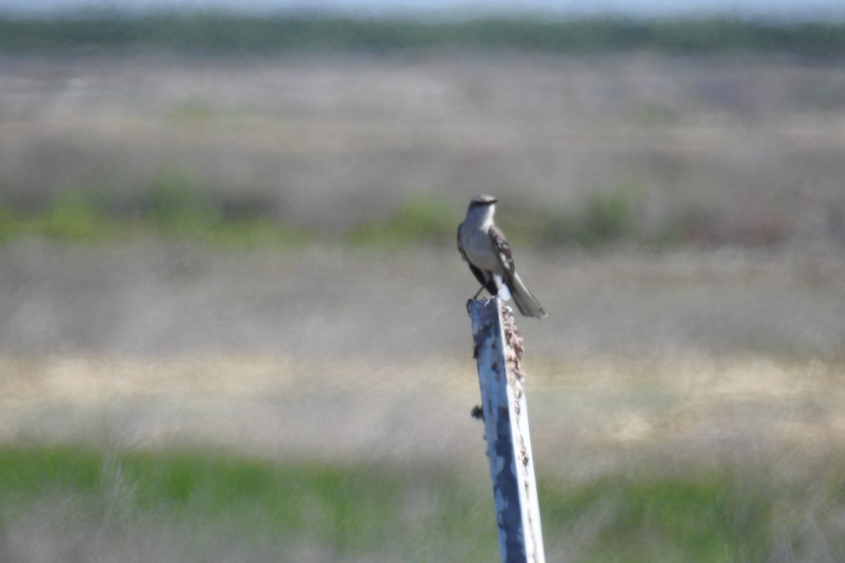 Northern Mockingbird - ML620670485