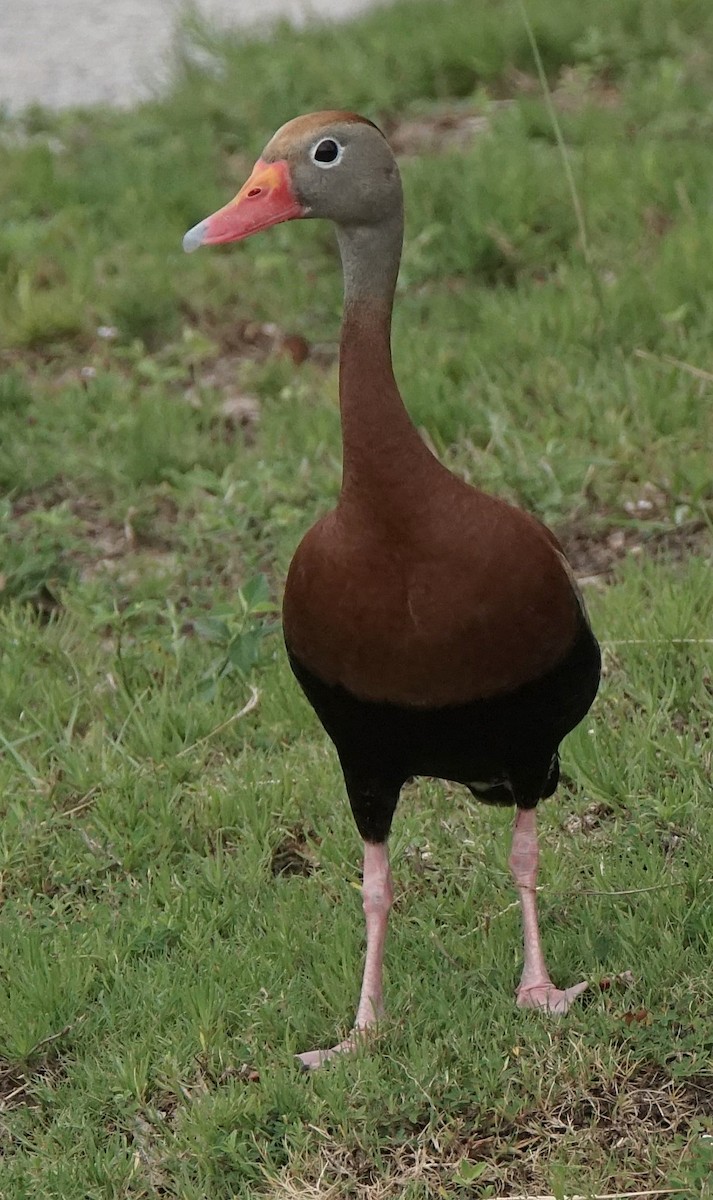 Dendrocygne à ventre noir - ML620670486