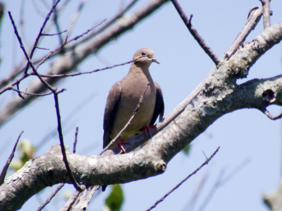 Mourning Dove - ML620670488