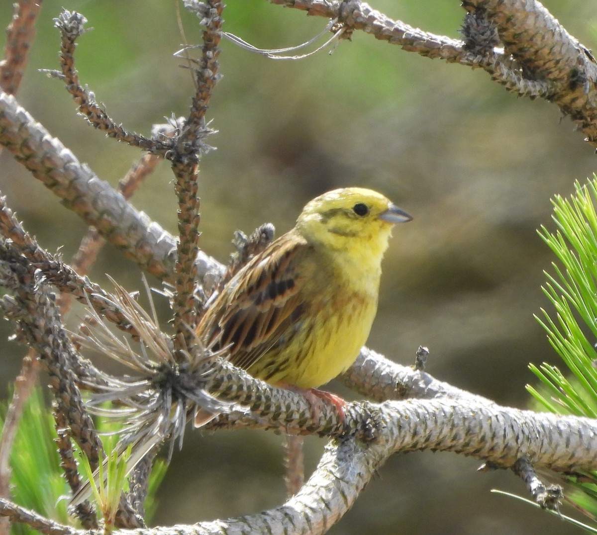 Yellowhammer - ML620670489