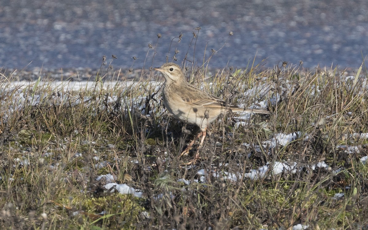 Richard's Pipit - ML620670492