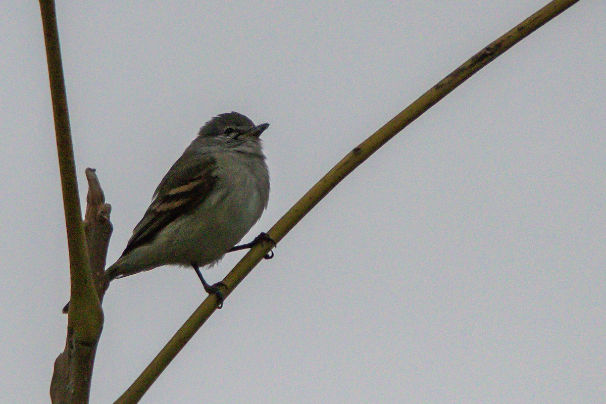 Southern Beardless-Tyrannulet - ML620670493