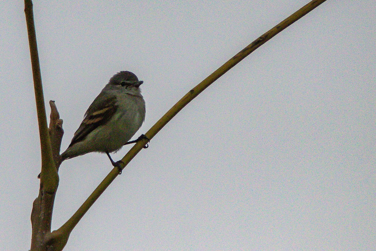 Tyranneau passegris - ML620670494