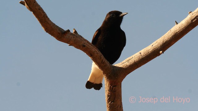 Black Wheatear - ML620670495