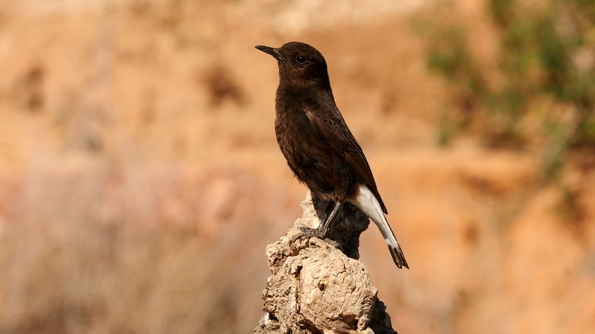 Black Wheatear - ML620670496