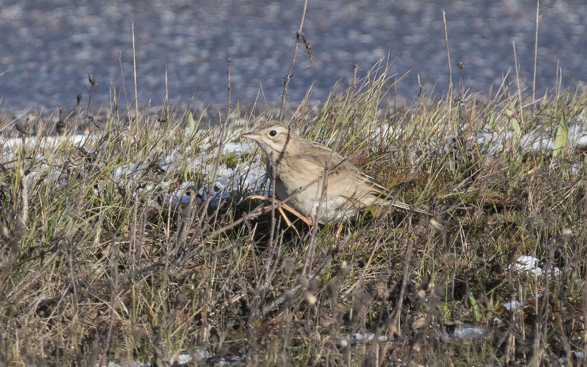 Richard's Pipit - ML620670498