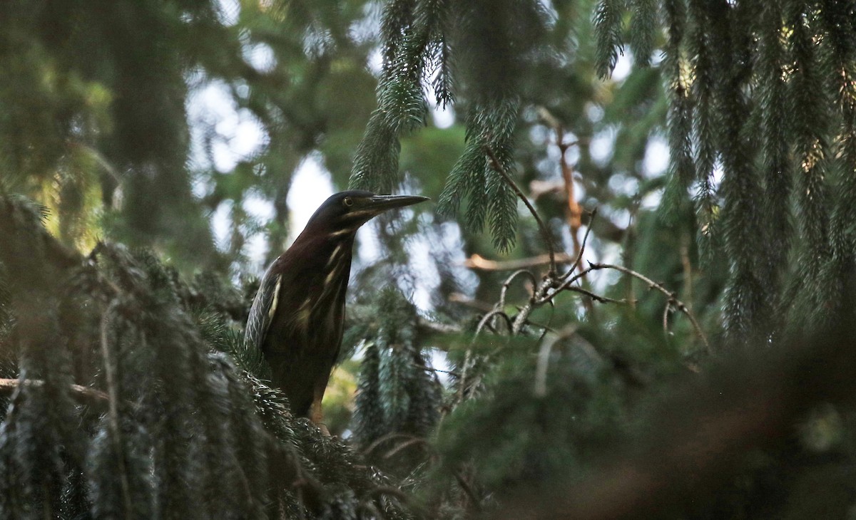 Green Heron - ML620670499