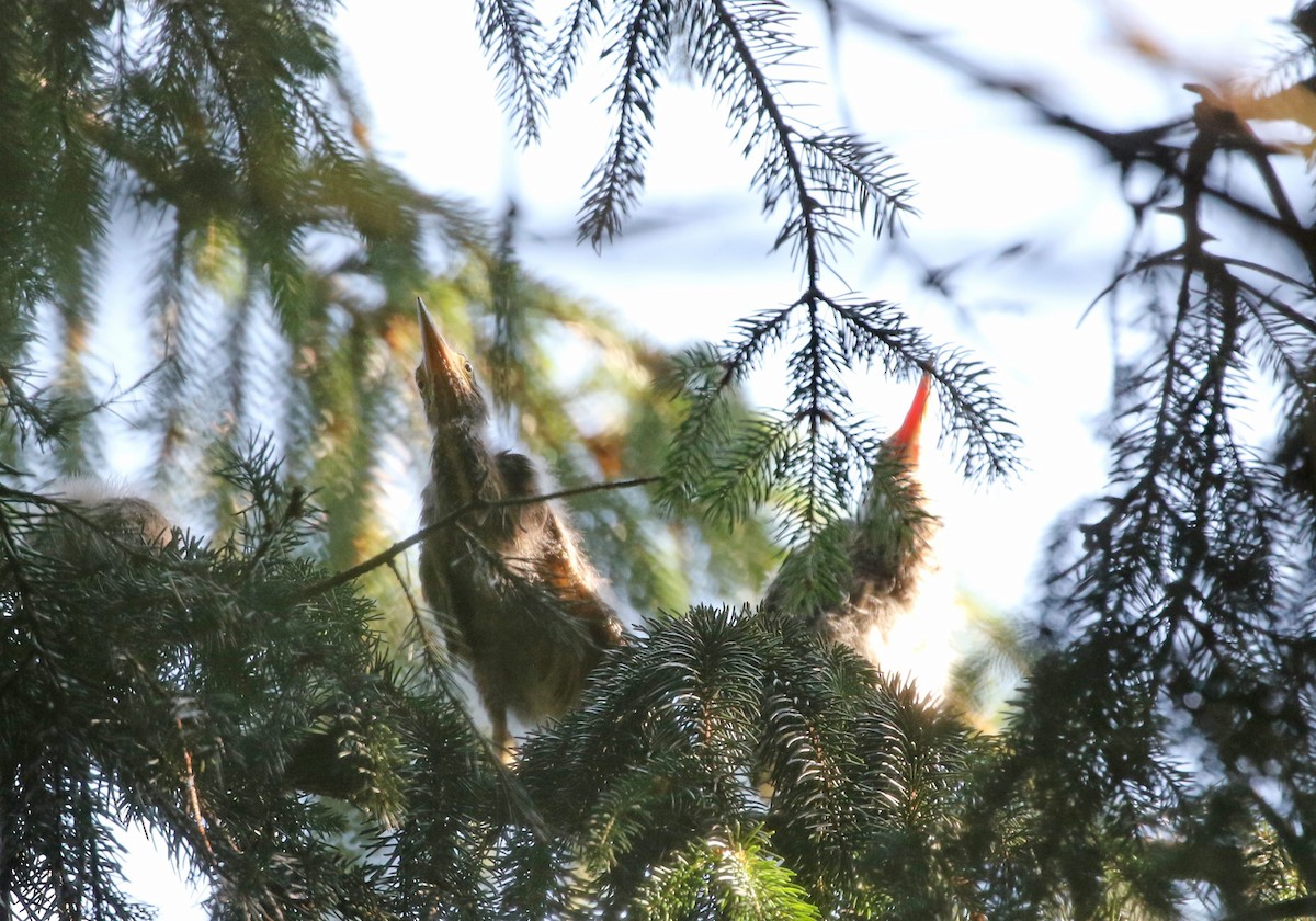 Green Heron - ML620670500