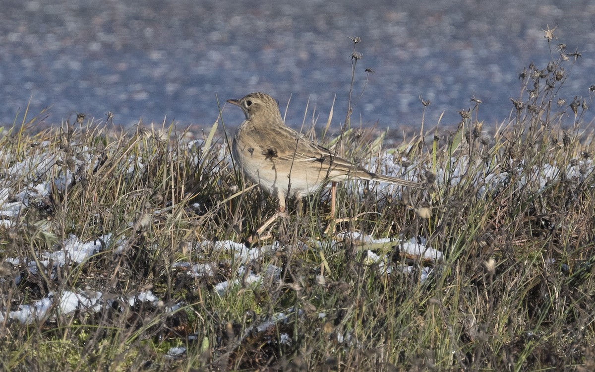 Richard's Pipit - ML620670505