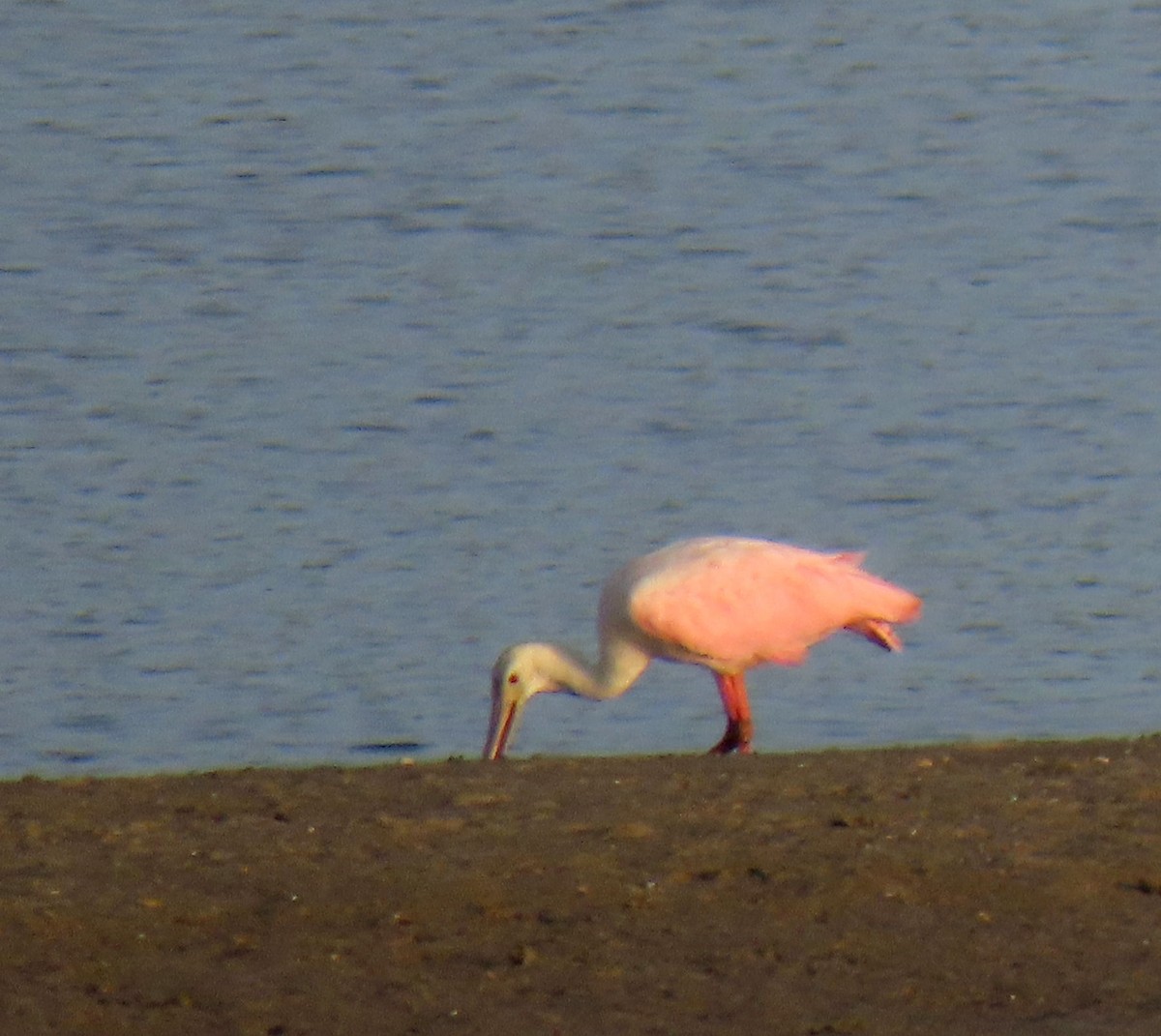 Roseate Spoonbill - ML620670509