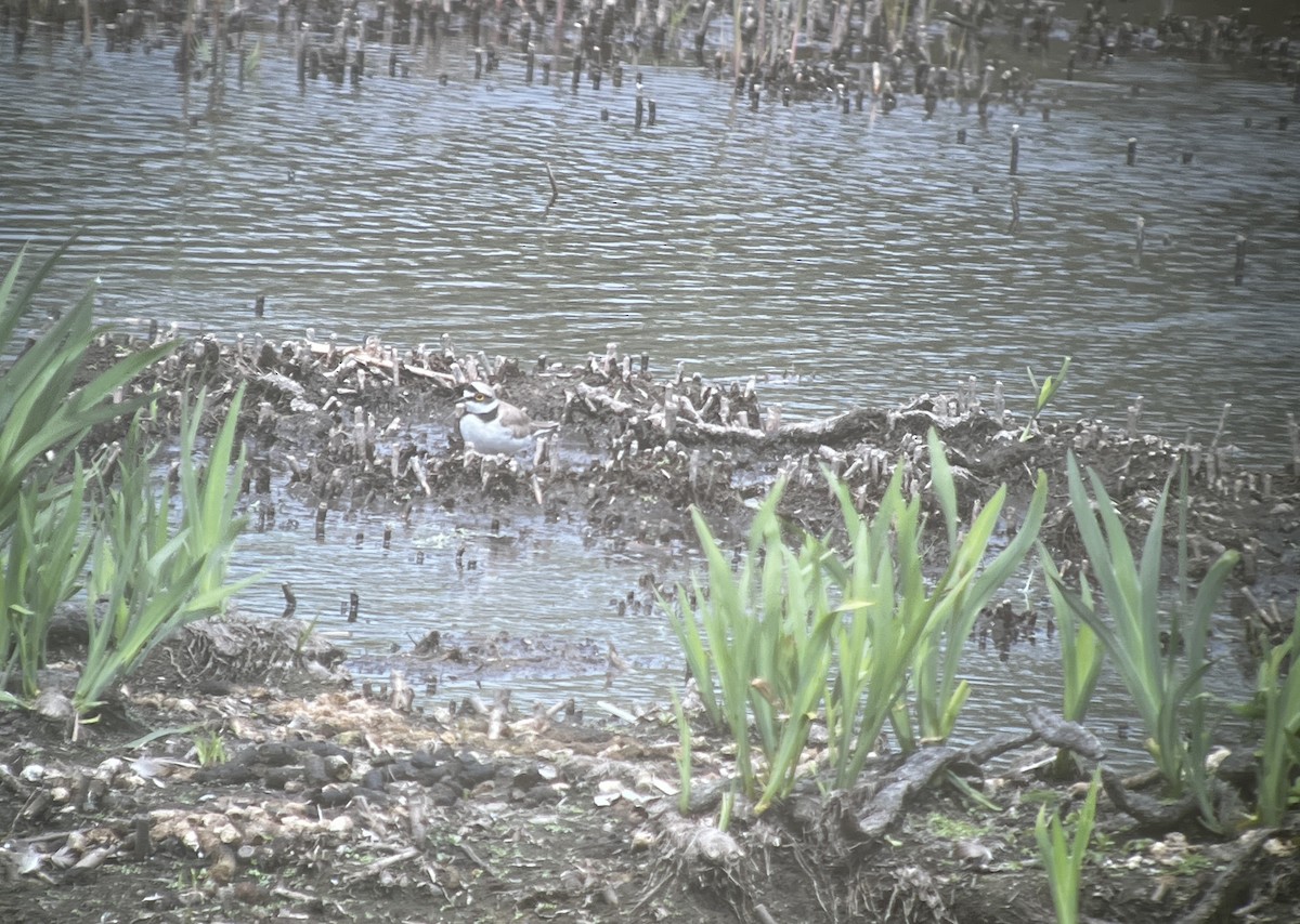 Little Ringed Plover - ML620670514