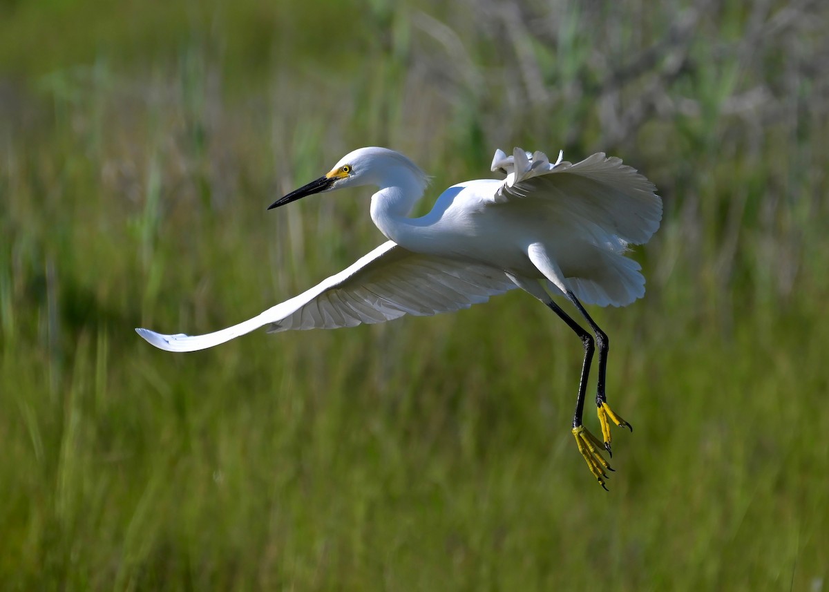 Snowy Egret - ML620670516