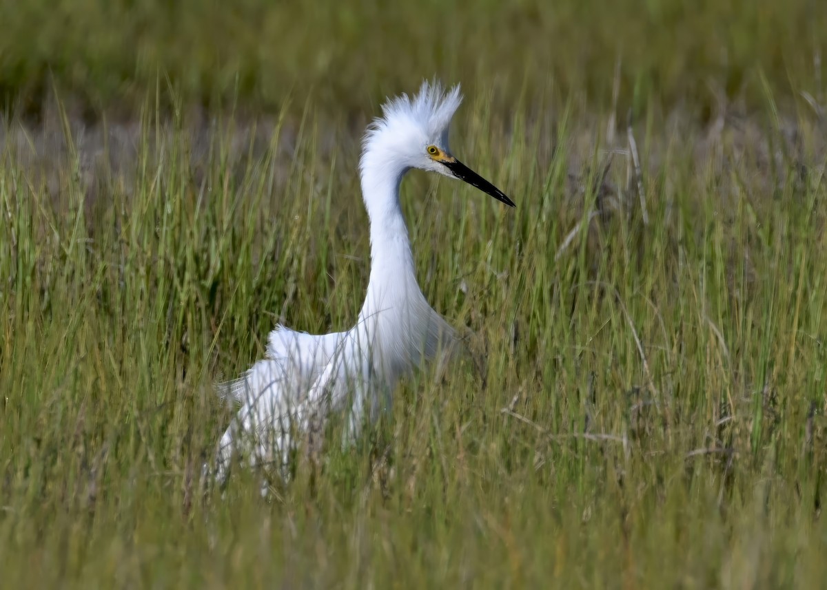 Snowy Egret - ML620670517