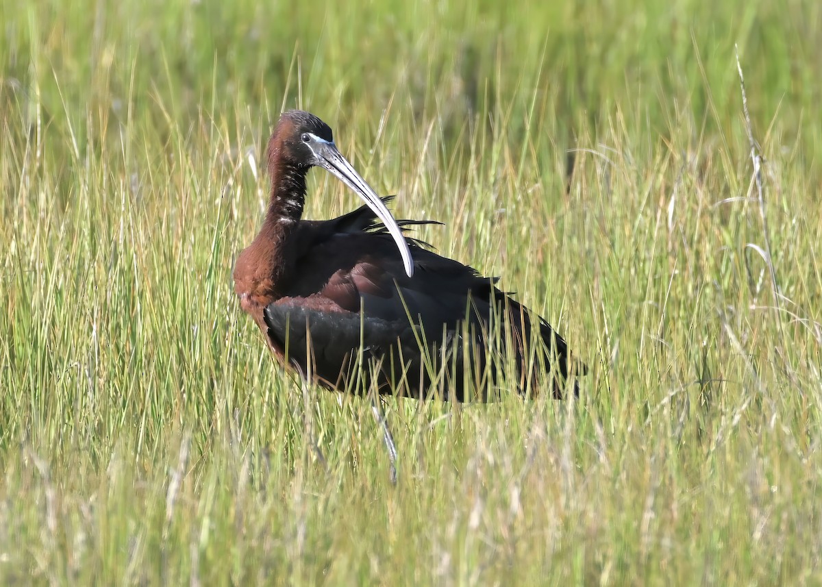 Glossy Ibis - ML620670519