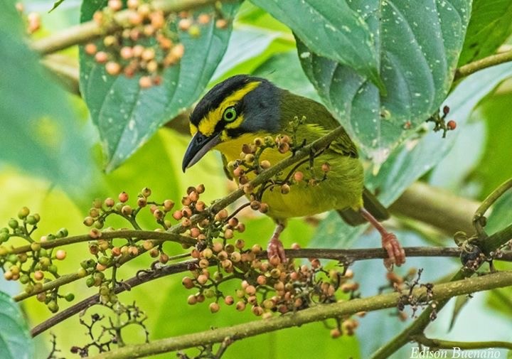 Slaty-capped Shrike-Vireo - ML620670520