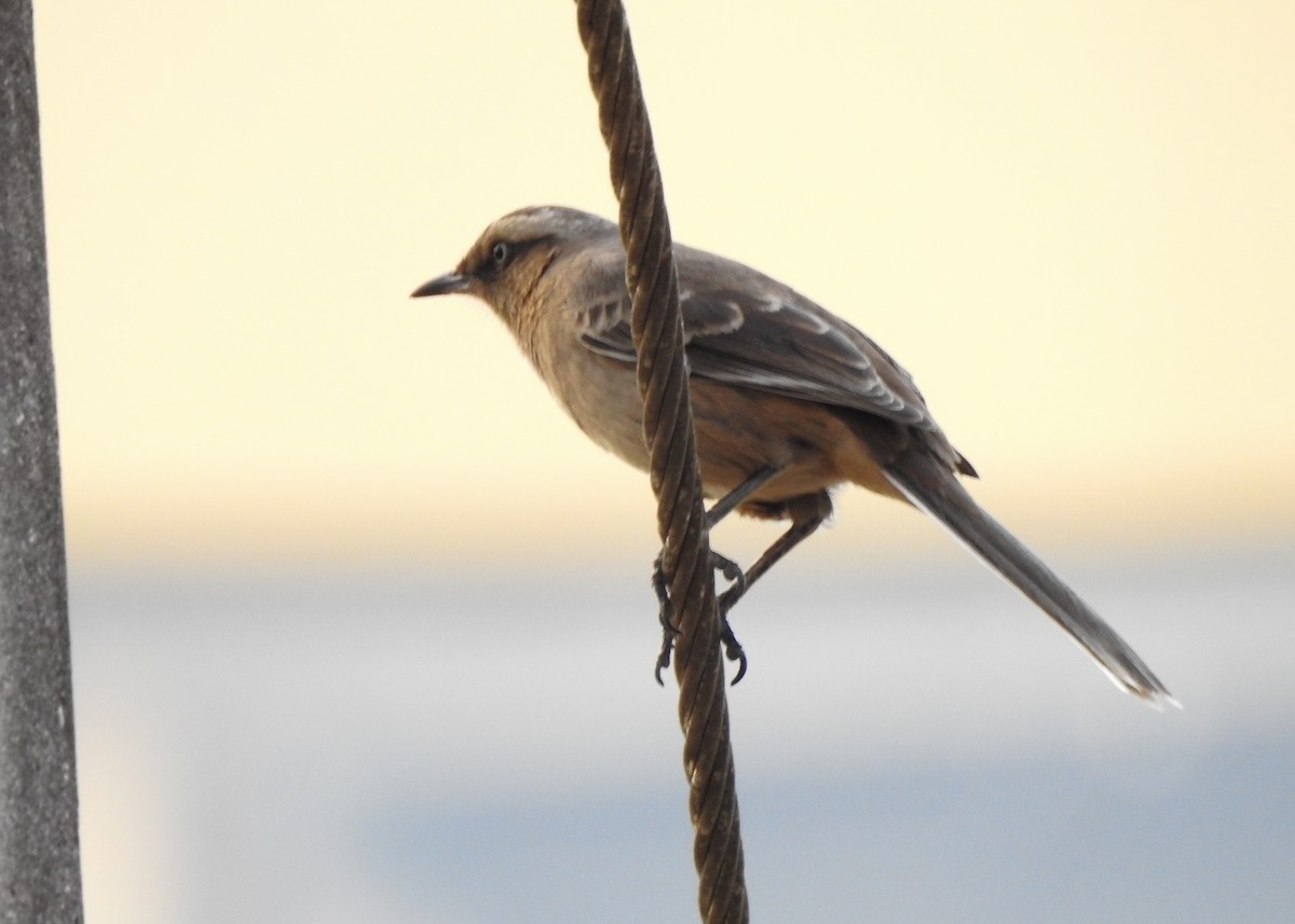 Chalk-browed Mockingbird - ML620670526