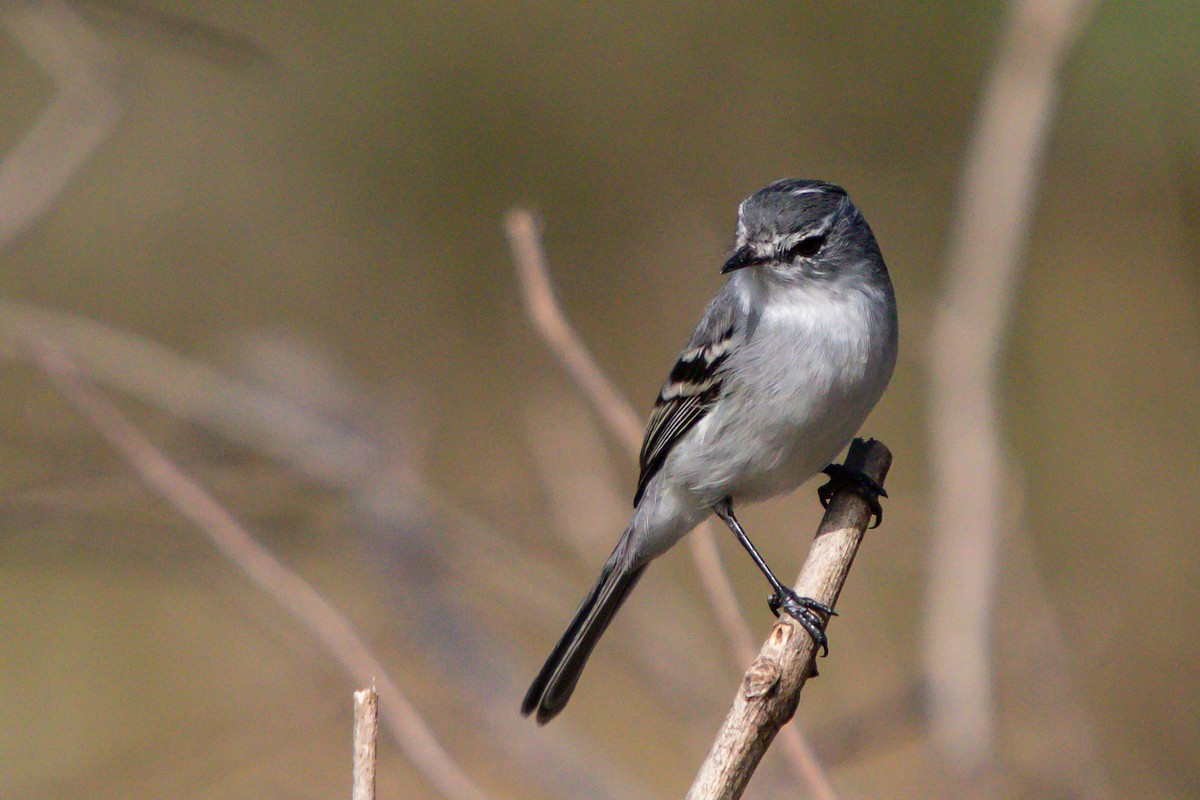 White-crested Tyrannulet (White-bellied) - ML620670527