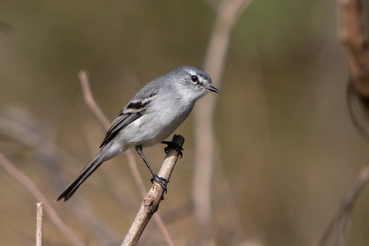 White-crested Tyrannulet (White-bellied) - ML620670529