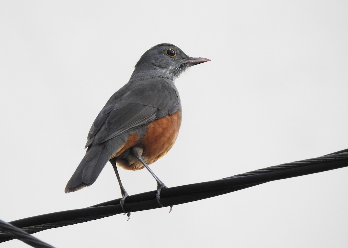 Rufous-bellied Thrush - ML620670531