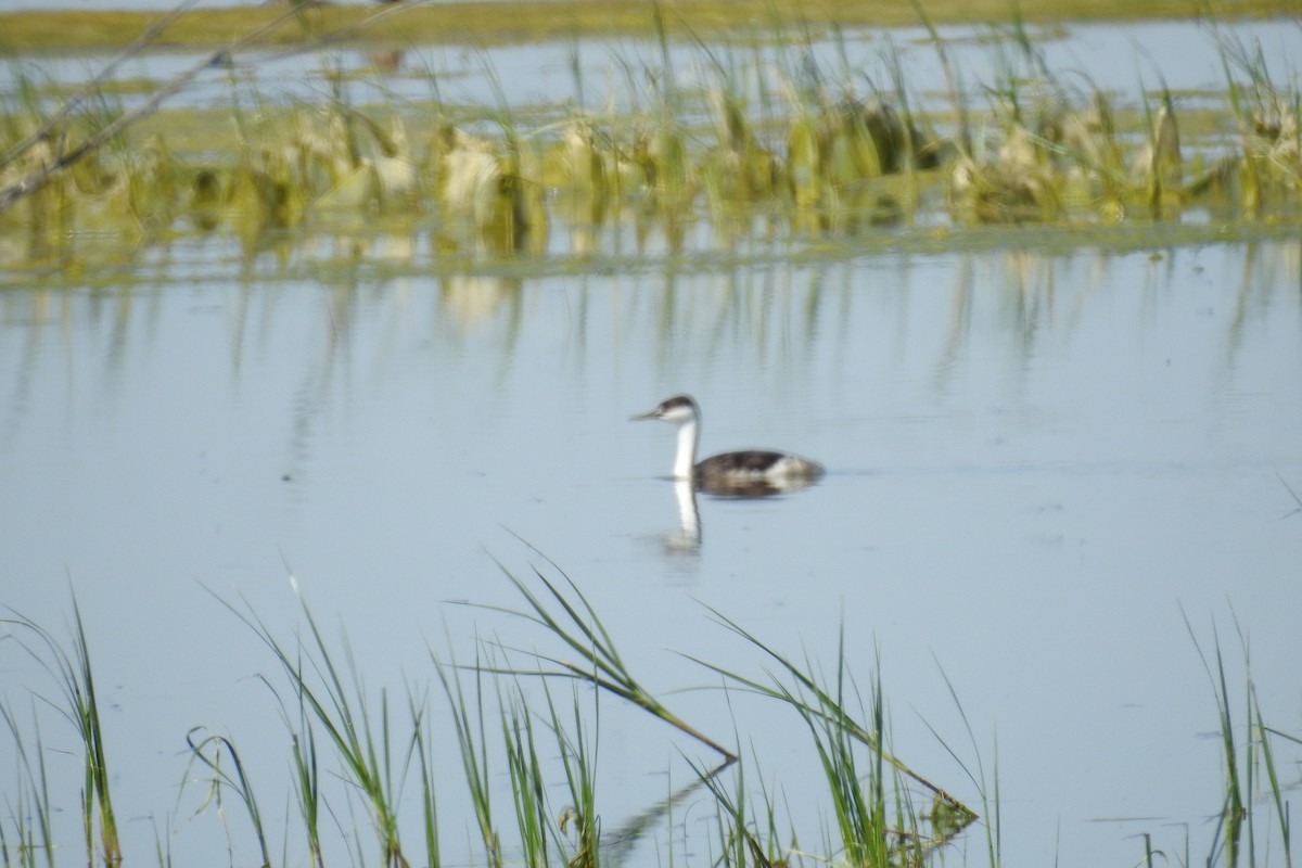 Western Grebe - ML620670533