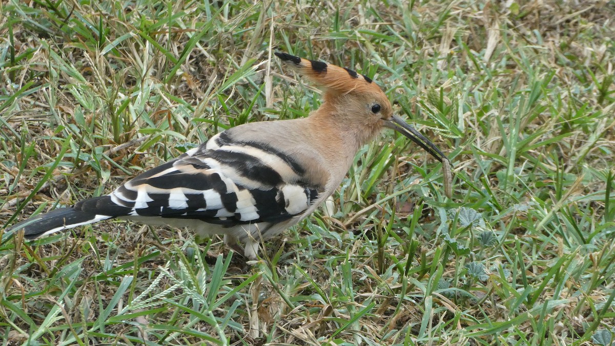 Eurasian Hoopoe - ML620670534