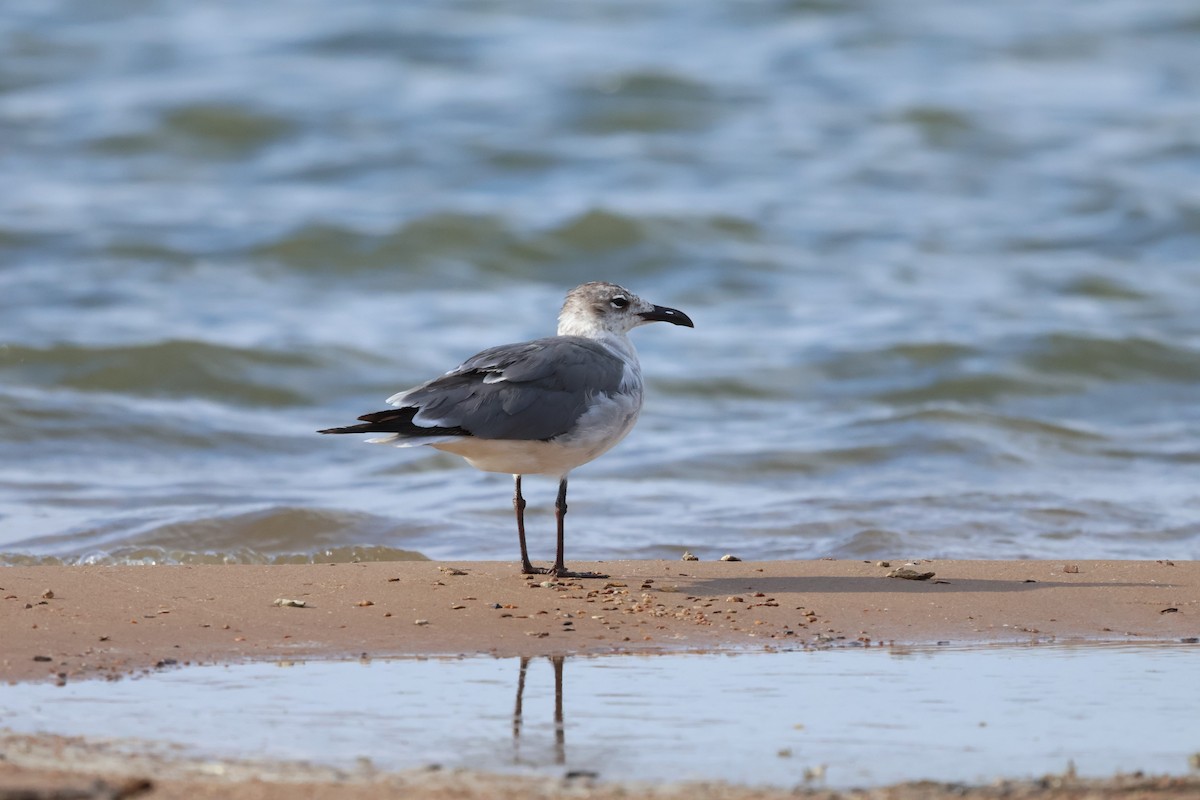 Laughing Gull - kevin keltner