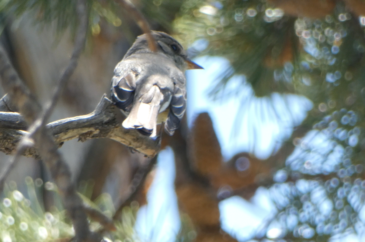 Western Wood-Pewee - ML620670539