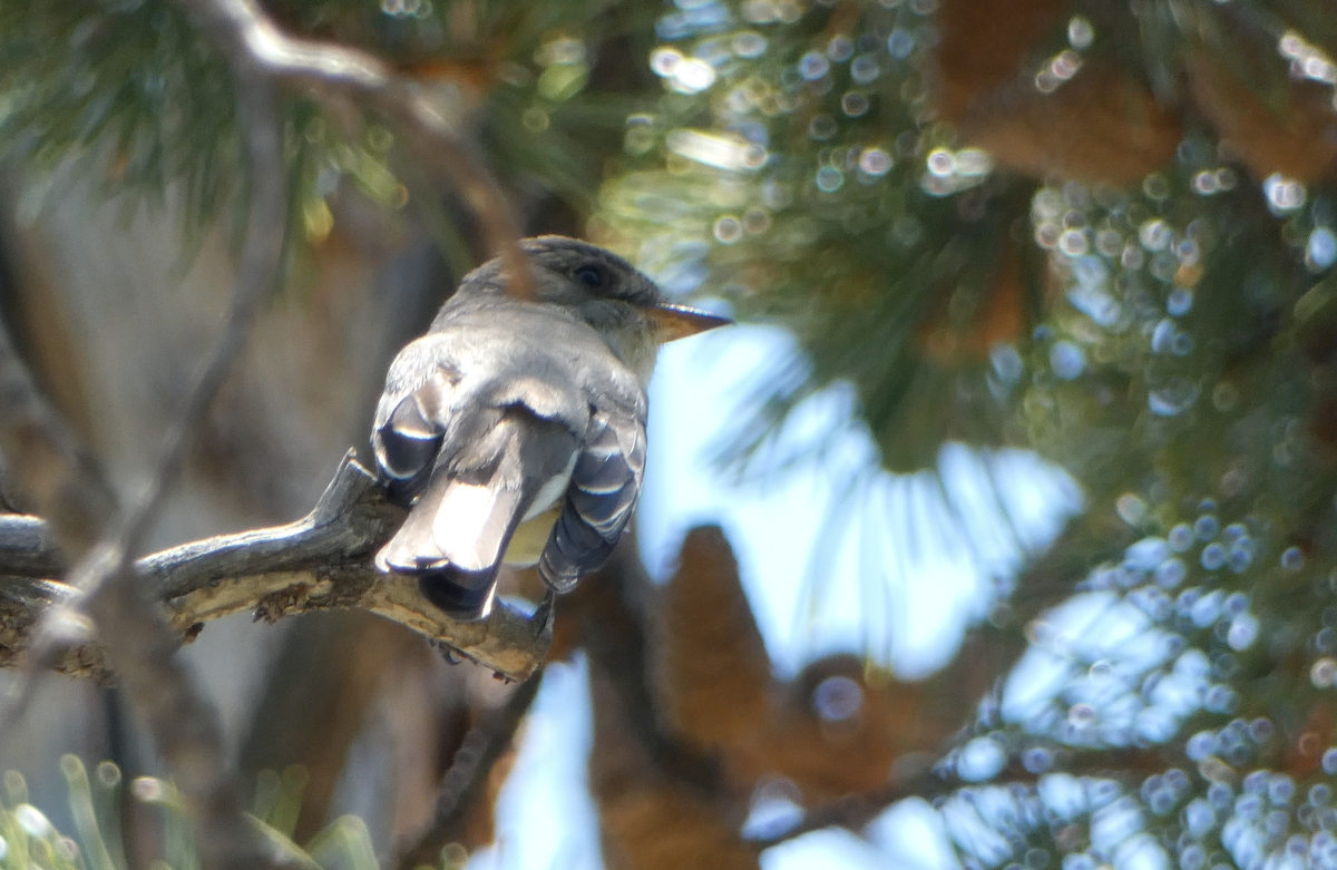 Western Wood-Pewee - ML620670541