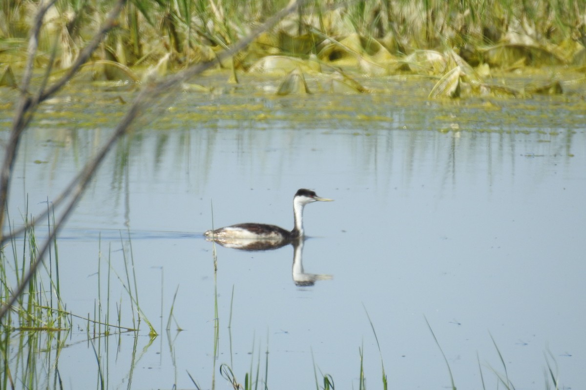 Western Grebe - ML620670544