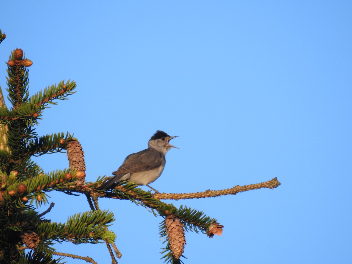 Eurasian Blackcap - ML620670550