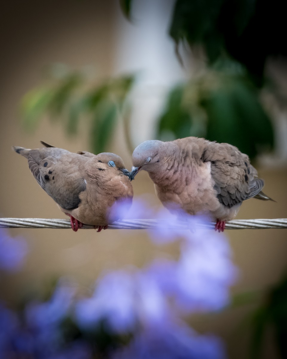 Eared Dove - ML620670551