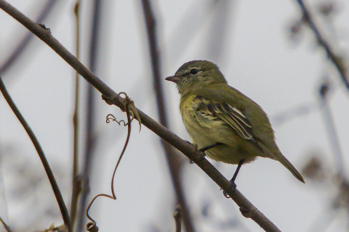 Rough-legged Tyrannulet - ML620670554